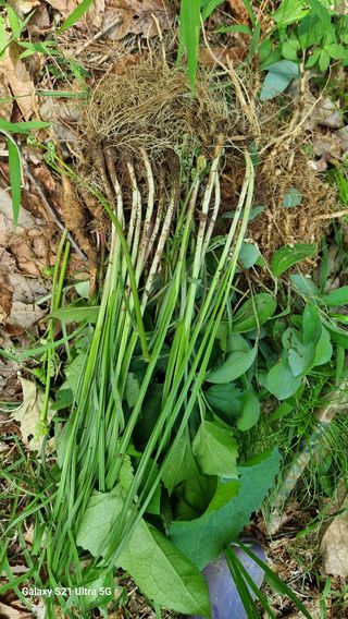 김금순자연산약초님의 기타작물 · 영농일지 작성글 사진