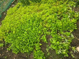 한상훈님의 시금치 · 영농일지 작성글 사진