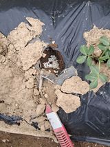 팜모닝 기타작물·영농일지 게시글 이미지