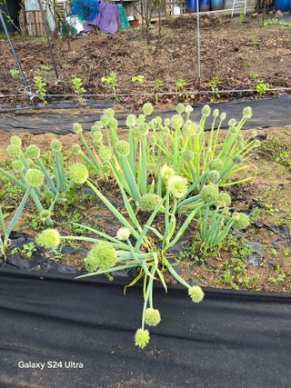 소병찬님의 기타작물 · 영농일지 작성글 사진