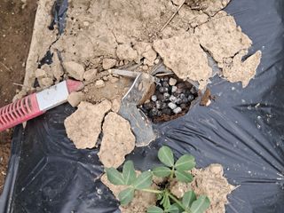 이인성님의 기타작물 · 영농일지 작성글 사진