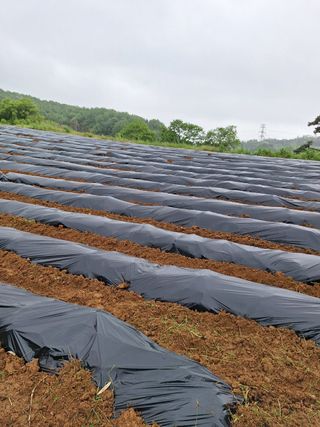 WHBack님의 고구마 · 영농일지 작성글 사진