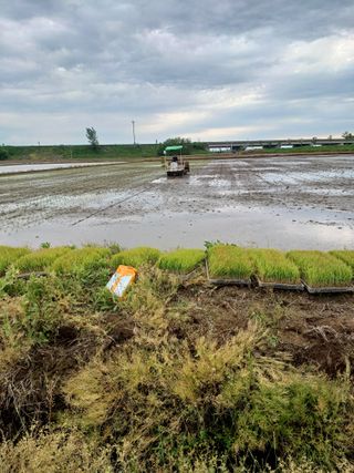 김영천님의 벼 · 영농일지 작성글 사진