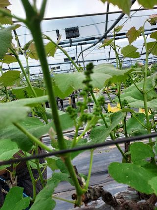 태일농산이정수님의 기타작물 · 영농일지 작성글 사진