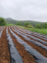 팜모닝 고구마·영농일지 게시글 이미지
