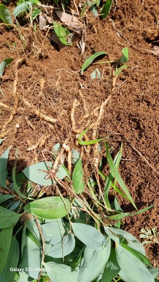 김금순자연산약초님의 기타작물 · 영농일지 작성글 사진