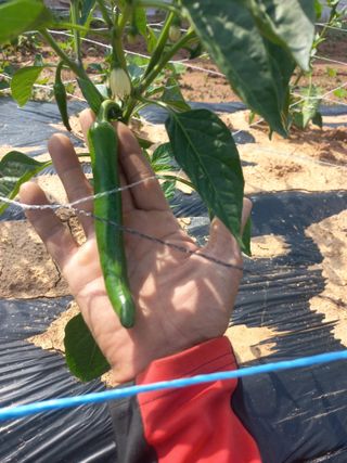 박린님의 고추 · 영농일지 작성글 사진