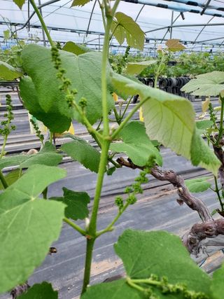 태일농산이정수님의 기타작물 · 영농일지 작성글 사진