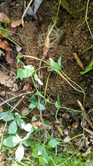 김금순자연산약초님의 기타작물 · 영농일지 작성글 사진