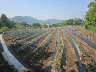 김대기님의 기타작물 · 영농일지 작성글 사진