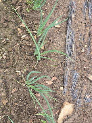 한상훈님의 파 · 영농일지 작성글 사진