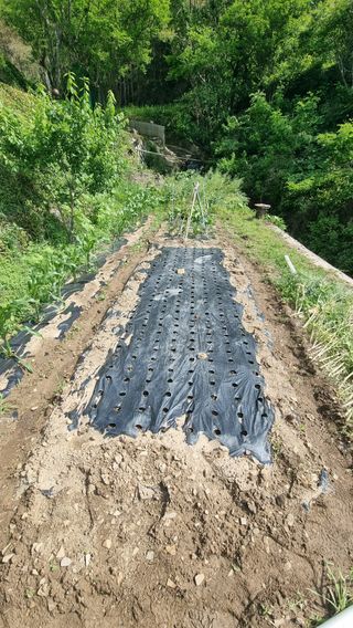 촌사리님의 들깨 · 영농일지 작성글 사진