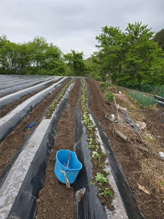 김대기님의 기타작물 · 영농일지 작성글 사진