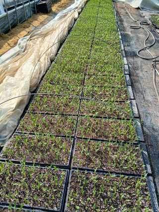 양혜진님의 옥수수 · 영농일지 작성글 사진