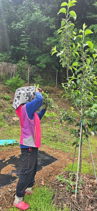 돌복숭아님의 기타작물 · 영농일지 작성글 사진