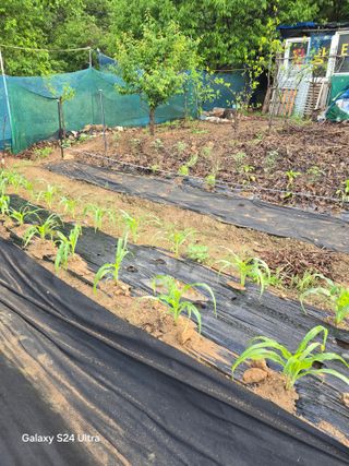 소병찬님의 기타작물 · 영농일지 작성글 사진