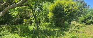 김형철님의 기타작물 · 영농일지 작성글 사진