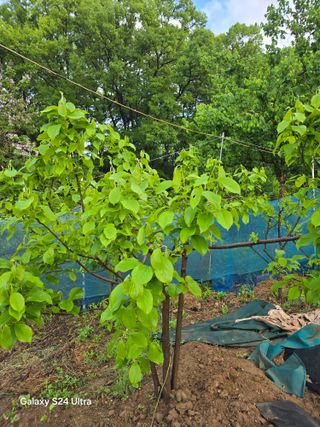 소병찬님의 기타작물 · 영농일지 작성글 사진