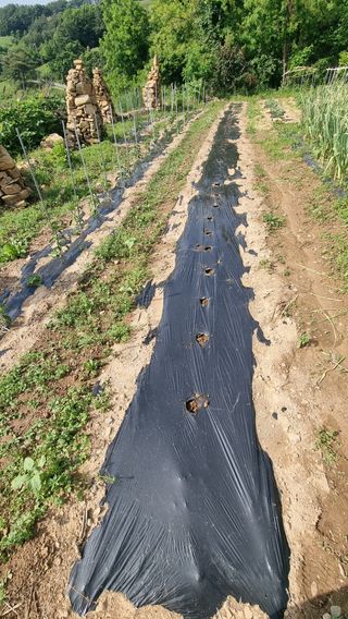 촌사리님의 들깨 · 영농일지 작성글 사진