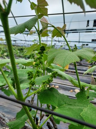 태일농산이정수님의 기타작물 · 영농일지 작성글 사진