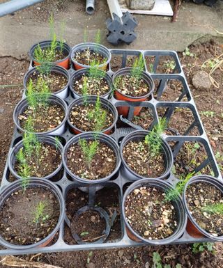 신종균님의 기타작물 · 영농일지 작성글 사진