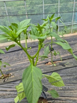 왕자농원님의 고추 · 영농일지 작성글 사진