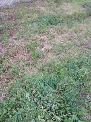 무궁한님의 기타작물 · 영농일지 작성글 사진