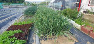 박상중님의 마늘 · 영농일지 작성글 사진