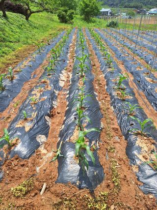 정희군님의 옥수수 · 영농일지 작성글 사진