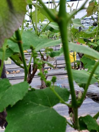 태일농산이정수님의 기타작물 · 영농일지 작성글 사진