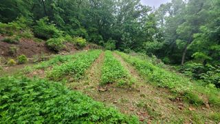 서초농원님의 기타작물 · 영농일지 작성글 사진