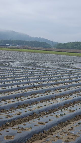 김은아님의 기타작물 · 영농일지 작성글 사진
