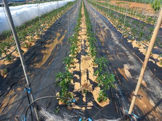 박린님의 고추 · 영농일지 작성글 사진