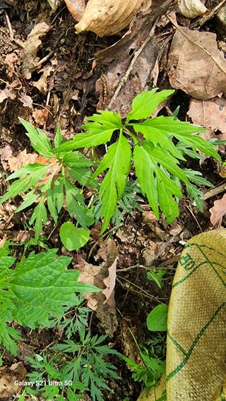 김금순자연산약초님의 기타작물 · 영농일지 작성글 사진