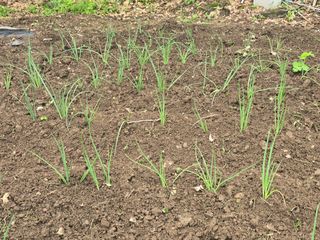 한상훈님의 파 · 영농일지 작성글 사진