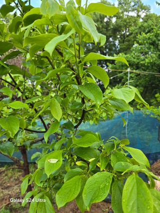 소병찬님의 기타작물 · 영농일지 작성글 사진