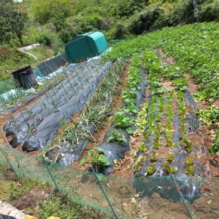 김건우님의 기타작물 · 영농일지 작성글 사진