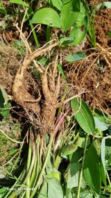 팜모닝 기타작물·영농일지 게시글 이미지