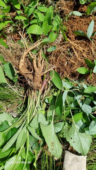 김금순자연산약초님의 기타작물 · 영농일지 작성글 사진