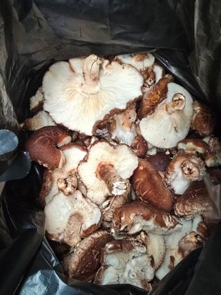 한상훈님의 버섯 · 영농일지 작성글 사진