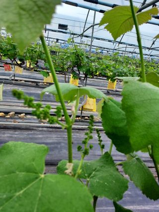 태일농산이정수님의 기타작물 · 영농일지 작성글 사진