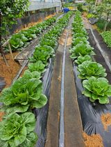 팜모닝 기타작물·영농일지 게시글 이미지