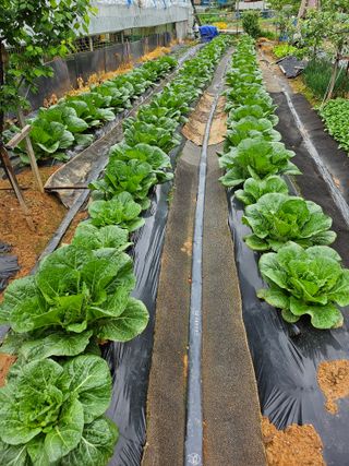 농업인님의 기타작물 · 영농일지 작성글 사진