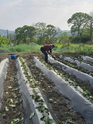 김대기님의 기타작물 · 영농일지 작성글 사진