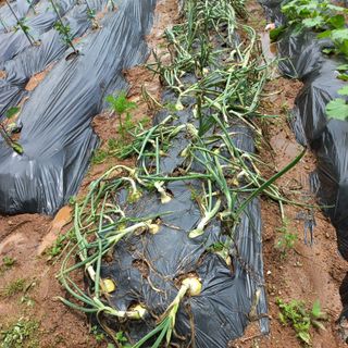 김건우님의 기타작물 · 영농일지 작성글 사진