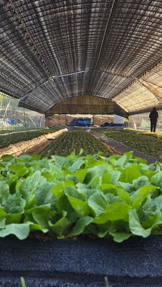 김승기님의 들깨 · 영농일지 작성글 사진