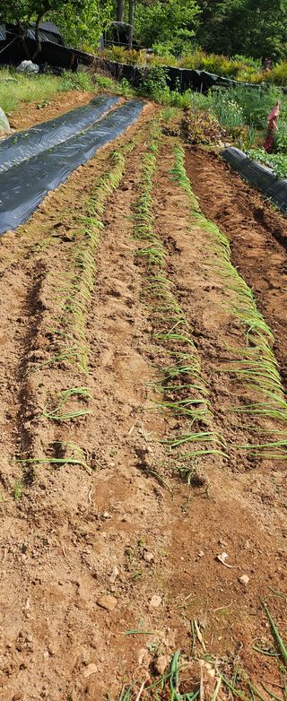 김윤오님의 파 · 영농일지 작성글 사진