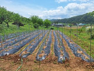 정희군님의 옥수수 · 영농일지 작성글 사진