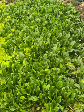 한상훈님의 시금치 · 영농일지 작성글 사진