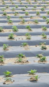 팜모닝 기타작물·영농일지 게시글 이미지